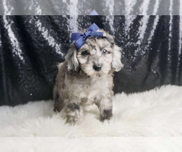 Medium Photo #64 Poodle (Toy) Puppy For Sale in WARSAW, IN, USA