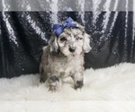 Small #3 Poodle (Toy)