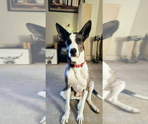 Great Dane-Siberian Husky Mix Dogs for adoption in Bullard, TX, USA