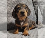 Puppy Old Man Dachshund
