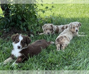 Australian Shepherd Puppy for Sale in GREENS FORK, Indiana USA