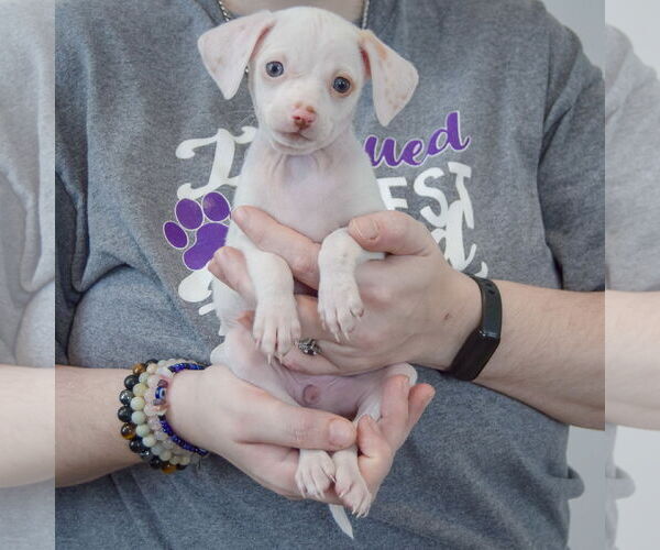 Medium Photo #3 Chiweenie Puppy For Sale in Huntley, IL, USA