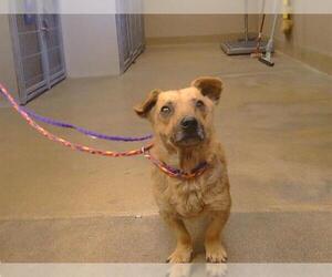 Doxle Dogs for adoption in Sacramento, CA, USA