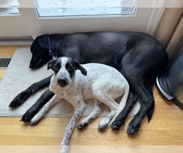 Medium Photo #10 Pointer-Unknown Mix Puppy For Sale in Brewster, NY, USA