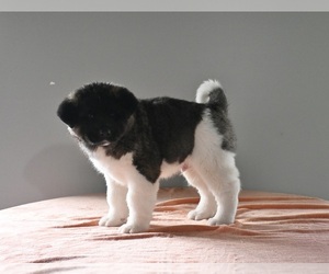 Akita Puppy for sale in MILLERSBURG, OH, USA
