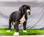 Small #5 Great Dane