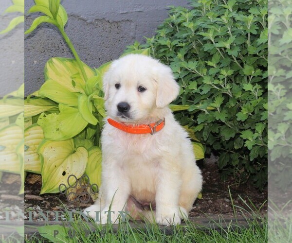 Medium Photo #2 English Cream Golden Retriever Puppy For Sale in CHRISTIANA, PA, USA