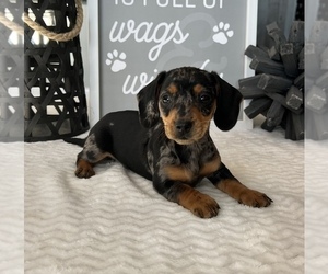Dachshund Puppy for sale in FRANKLIN, IN, USA