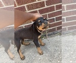 Small Photo #7 Rottweiler Puppy For Sale in DETROIT, MI, USA