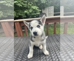 Small Photo #1 Siberian Husky Puppy For Sale in BATAVIA, OH, USA