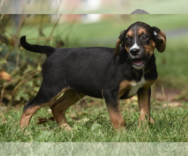 Medium Photo #4 Australian Shepherd-Beagle Mix Puppy For Sale in Mechanicsburg, PA, USA