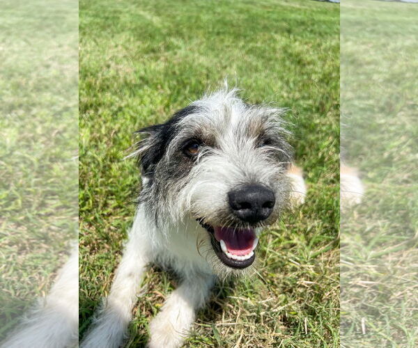 Medium Photo #4 Australian Shepherd-Unknown Mix Puppy For Sale in Grafton, WI, USA