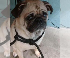 Pug Dogs for adoption in Downey, CA, USA