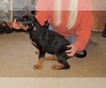 Small Photo #14 Rottweiler Puppy For Sale in SPOKANE, WA, USA