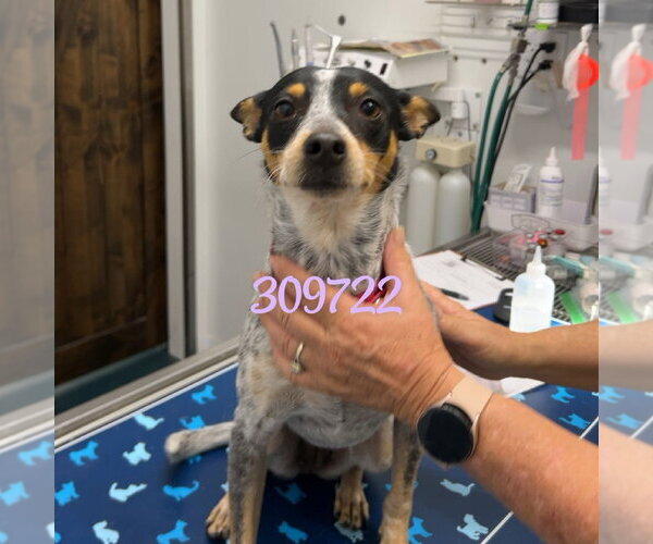 Medium Photo #2 Mutt Puppy For Sale in Chico, CA, USA