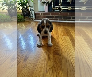 Beagle Puppy for sale in WOODBRIDGE, VA, USA