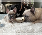 Small Photo #3 French Bulldog Puppy For Sale in WOODLAND, CA, USA