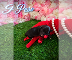 Puppy Peso YorkiePoo