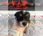 Small Photo #16 Miniature Australian Shepherd Puppy For Sale in QUINCY, CA, USA