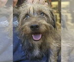 Small #1 Cairn Terrier Mix