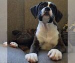 Small Photo #6 Boxer Puppy For Sale in SENECA, KS, USA