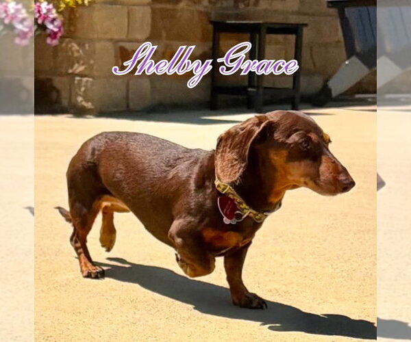 Medium Photo #11 Dachshund Puppy For Sale in San Antonio, TX, USA
