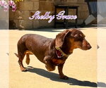 Small #10 Dachshund