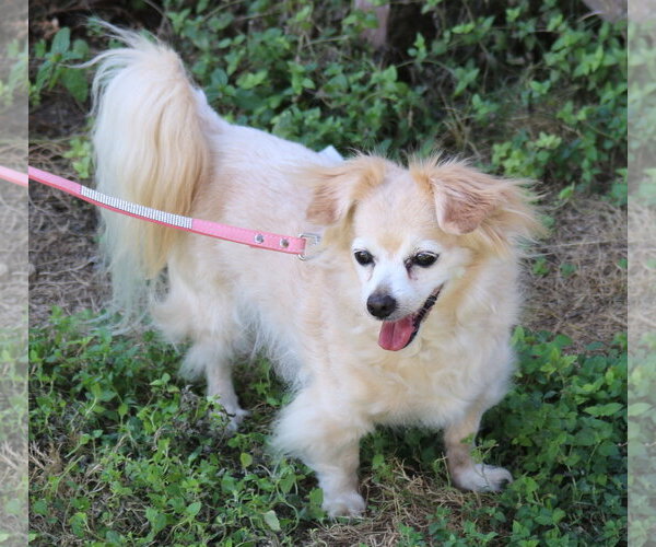 Medium Photo #3 Papillon-Unknown Mix Puppy For Sale in Bandera, TX, USA