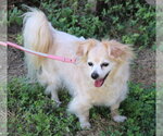 Small #2 Papillon Mix