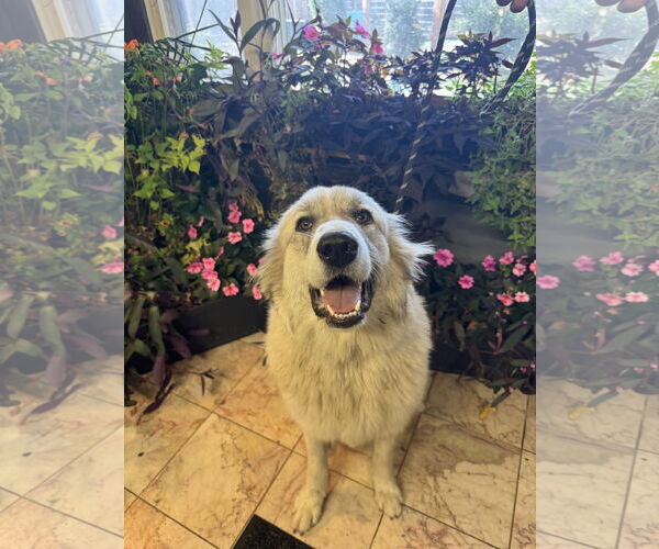Medium Photo #3 Great Pyrenees Puppy For Sale in Leavenworth, KS, USA