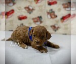 Image preview for Ad Listing. Nickname: Tiny Austin