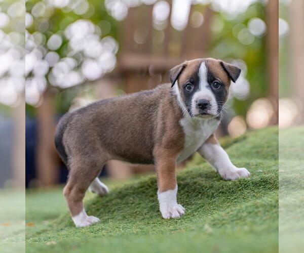Medium Photo #3 Boxer-Unknown Mix Puppy For Sale in San Diego, CA, USA