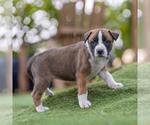 Small #2 Boxer Mix