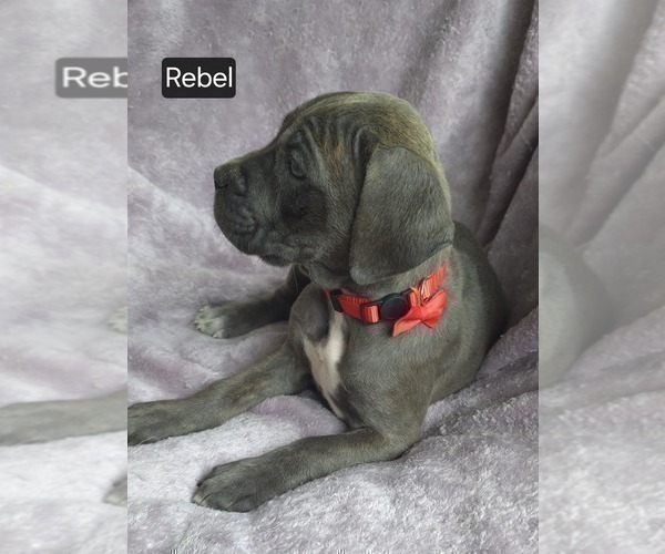Medium Photo #5 Cane Corso Puppy For Sale in MINERAL WELLS, WV, USA