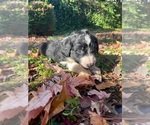 Small Photo #28 Australian Shepherd-F2 Aussiedoodle Mix Puppy For Sale in RALEIGH, NC, USA