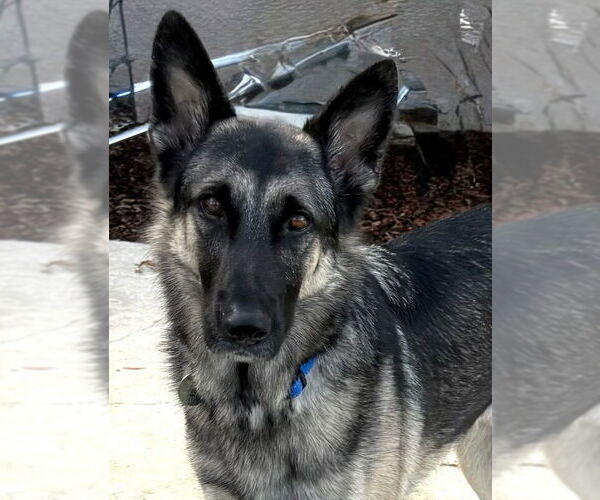 Medium Photo #5 German Shepherd Dog Puppy For Sale in Modesto, CA, USA