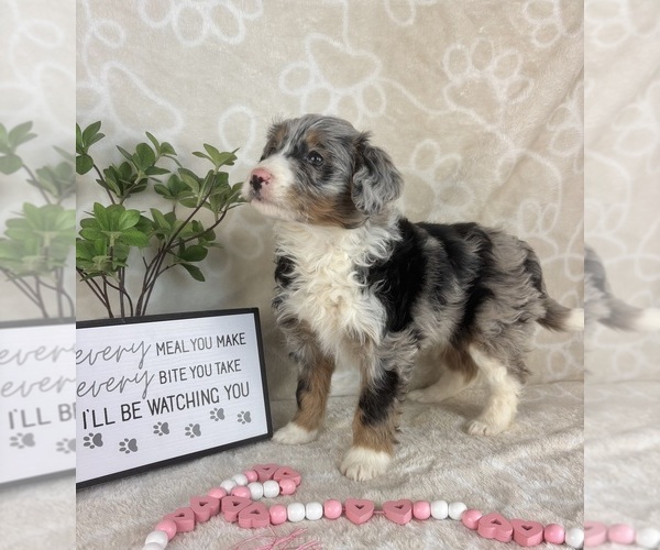 Medium Photo #4 Bernedoodle (Miniature) Puppy For Sale in INDIANAPOLIS, IN, USA