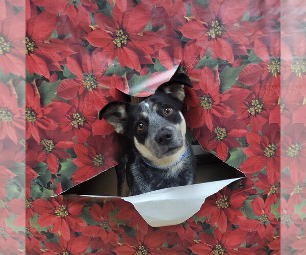 Medium Photo #15 Mutt Puppy For Sale in FAIRLAWN, OH, USA