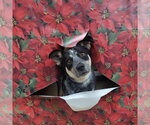 Small #14 Mutt