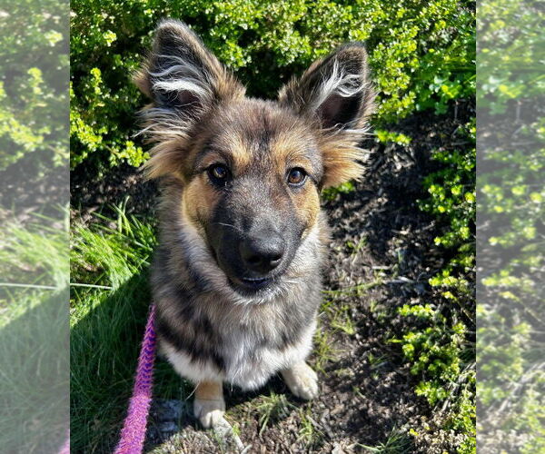 Medium Photo #2 German Shepherd Dog Puppy For Sale in Salinas, CA, USA