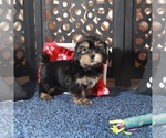 Image preview for Ad Listing. Nickname: Gypsy