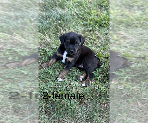 Medium Photo #5 Golden Labrador-Unknown Mix Puppy For Sale in BUFFALO, MN, USA