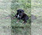Small #4 Golden Labrador Mix