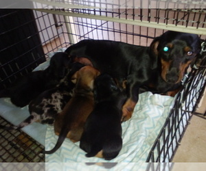 Dachshund Puppy for sale in NEOSHO, MO, USA