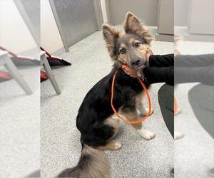 German Shepherd Dog-Unknown Mix Dogs for adoption in Pasadena, TX, USA