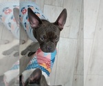 Small #8 French Bulldog