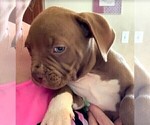 Small Photo #2 American Bully Puppy For Sale in FORT WORTH, TX, USA