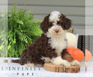 Bernedoodle (Miniature) Puppy for sale in NARVON, PA, USA