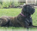 Small Photo #5 Mastiff Puppy For Sale in FORT WAYNE, IN, USA
