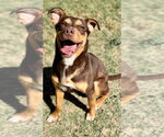 Small #2 Mutt